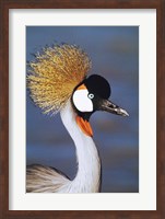Crowned Crane Tanzania Africa Fine Art Print