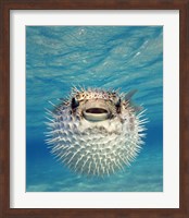 Close-up of a Puffer fish, Bahamas Fine Art Print