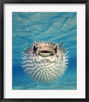 Close-up of a Puffer fish, Bahamas Fine Art Print