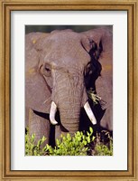 Elephant Tanzania Africa Fine Art Print