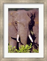 Elephant Tanzania Africa Fine Art Print