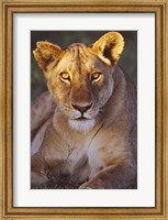 Lioness Tanzania Africa Fine Art Print