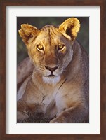 Lioness Tanzania Africa Fine Art Print