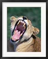 Lioness Yawning, Tanzania Africa Fine Art Print