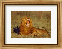 Roaring Lion Tanzania Africa Fine Art Print