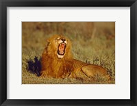 Roaring Lion Tanzania Africa Fine Art Print