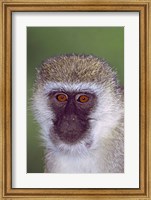 Vervet Monkey Tanzania Africa Fine Art Print