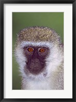 Vervet Monkey Tanzania Africa Fine Art Print