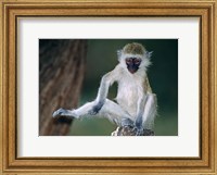 Vervet Monkey Kenya Africa Fine Art Print