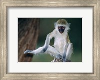 Vervet Monkey Kenya Africa Fine Art Print