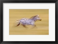 Zebra in Motion Kenya Africa Fine Art Print