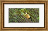 Close-up of a Skunk Anemone fish and Indian Bulb Anemone Fine Art Print