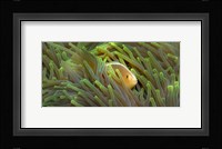 Close-up of a Skunk Anemone fish and Indian Bulb Anemone Fine Art Print