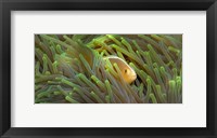 Close-up of a Skunk Anemone fish and Indian Bulb Anemone Fine Art Print