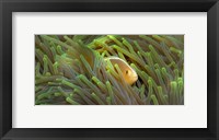 Close-up of a Skunk Anemone fish and Indian Bulb Anemone Fine Art Print
