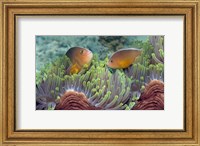 Two Skunk Anemone fish and Indian Bulb Anemone Fine Art Print