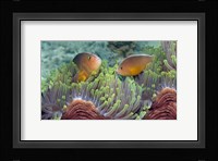 Two Skunk Anemone fish and Indian Bulb Anemone Fine Art Print