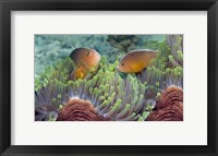 Two Skunk Anemone fish and Indian Bulb Anemone Fine Art Print
