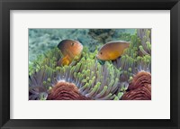 Two Skunk Anemone fish and Indian Bulb Anemone Fine Art Print