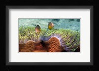 Skunk Anemone and Indian Bulb Anemone Fine Art Print