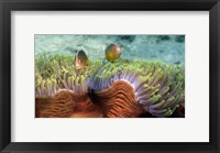 Skunk Anemone and Indian Bulb Anemone Fine Art Print