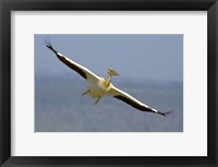 African great white pelican Fine Art Print
