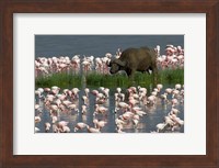 Cape Buffalo and Lesser Flamingos Fine Art Print