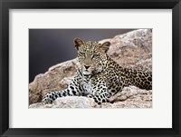 Close-up of a leopard lying on a rock Fine Art Print