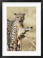 Close-up of a cheetah carrying its kill Fine Art Print