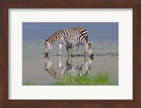 Two zebras drinking water from a lake, Ngorongoro Conservation Area, Arusha Region, Tanzania (Equus burchelli chapmani) Fine Art Print