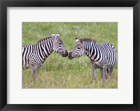 Side profile of two zebras touching their snouts, Ngorongoro Crater, Ngorongoro Conservation Area, Tanzania Fine Art Print