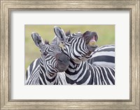 Close-up of two zebras, Ngorongoro Crater, Ngorongoro Conservation Area, Tanzania Fine Art Print