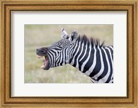 Close-up of a zebra braying, Ngorongoro Crater, Ngorongoro Conservation Area Tanzania Fine Art Print