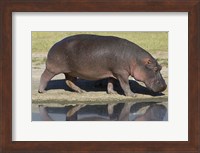 Side profile of a hippopotamus walking, Ngorongoro Crater, Ngorongoro Conservation Area, Tanzania (Hippopotamus amphibius) Fine Art Print