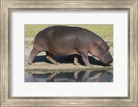 Side profile of a hippopotamus walking, Ngorongoro Crater, Ngorongoro Conservation Area, Tanzania (Hippopotamus amphibius) Fine Art Print
