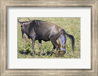Side profile of a wildebeest giving birth to its calf, Ngorongoro Crater, Ngorongoro Conservation Area, Tanzania Fine Art Print