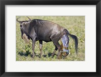 Side profile of a wildebeest giving birth to its calf, Ngorongoro Crater, Ngorongoro Conservation Area, Tanzania Fine Art Print