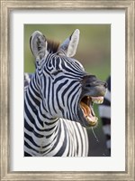 Close-up of a zebra calling, Ngorongoro Crater, Ngorongoro Conservation Area, Tanzania Fine Art Print