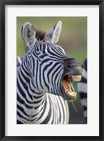 Close-up of a zebra calling, Ngorongoro Crater, Ngorongoro Conservation Area, Tanzania Fine Art Print