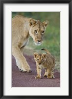 Close-up of a lioness and her cub, Ngorongoro Crater, Ngorongoro Conservation Area, Tanzania (Panthera leo) Fine Art Print