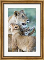 Close-up of a lioness and her two cubs, Ngorongoro Crater, Ngorongoro Conservation Area, Tanzania (Panthera leo) Fine Art Print
