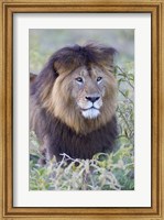 Close-up of a Black maned lion, Ngorongoro Crater, Ngorongoro Conservation Area, Tanzania Fine Art Print