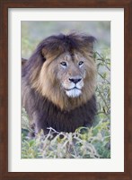 Close-up of a Black maned lion, Ngorongoro Crater, Ngorongoro Conservation Area, Tanzania Fine Art Print