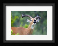 Close-up of an impala (Aepyceros melampus) Fine Art Print