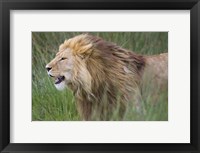 Side profile of a lion in a forest, Ngorongoro Conservation Area, Tanzania (panthera leo) Fine Art Print