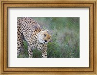 Cheetah shaking off water from its body, Ngorongoro Conservation Area, Tanzania (Acinonyx jubatus) Fine Art Print