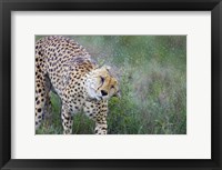 Cheetah shaking off water from its body, Ngorongoro Conservation Area, Tanzania (Acinonyx jubatus) Fine Art Print