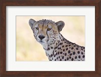 Close-up of a cheetah, Ngorongoro Conservation Area, Arusha Region, Tanzania (Acinonyx jubatus) Fine Art Print