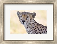 Close-up of a cheetah, Ngorongoro Conservation Area, Arusha Region, Tanzania (Acinonyx jubatus) Fine Art Print