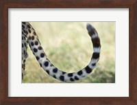 Close-up of a cheetah's tail, Ngorongoro Conservation Area, Arusha Region, Tanzania (Acinonyx jubatus) Fine Art Print